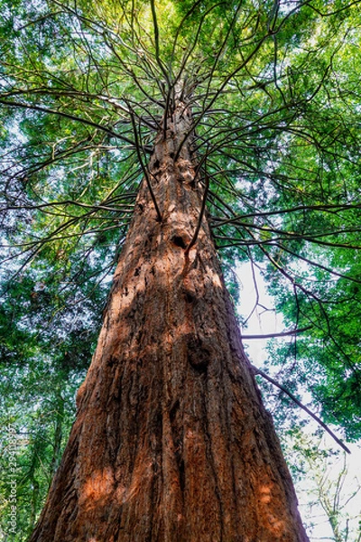 Obraz Giant Redwood tree in a subtropical forest at Portmeirion, North Wales.