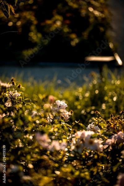 Fototapeta flowers in garden