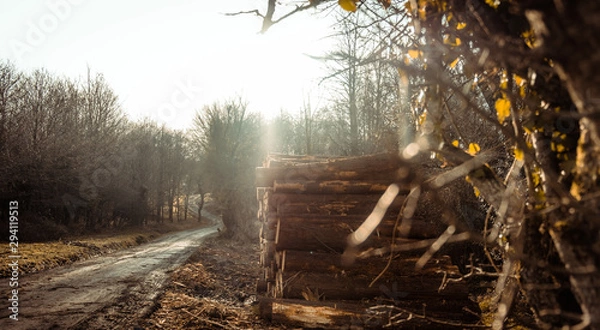 Obraz road in the forest