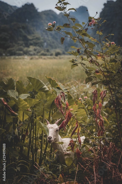 Fototapeta goat hiding in vetnam