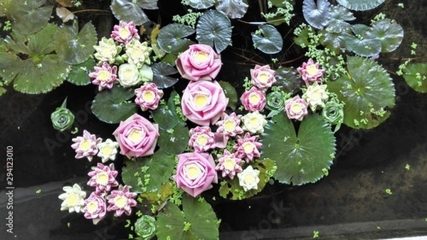 Obraz Mini lotus leaves