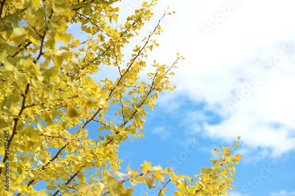 Fototapeta イチョウ04