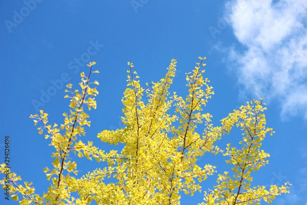 Fototapeta イチョウ01