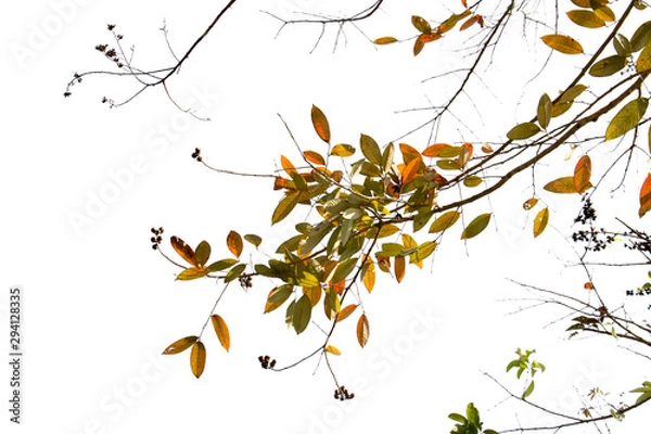 Fototapeta green leaf isolated on white background