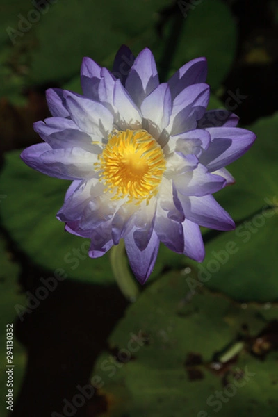 Fototapeta Close-up of a native Australian water lily (Nymphaea violacea) in the wild