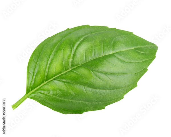 Obraz Leaf of basil