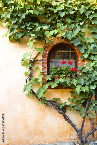 Fototapeta vine all over a window
