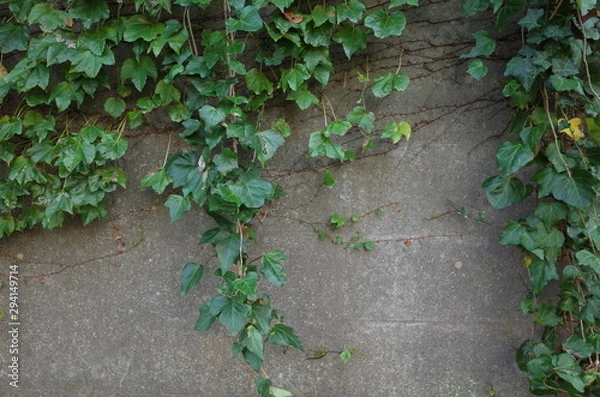 Fototapeta 壁の植物