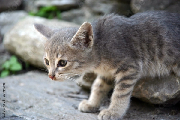 Obraz kitten in the mountains