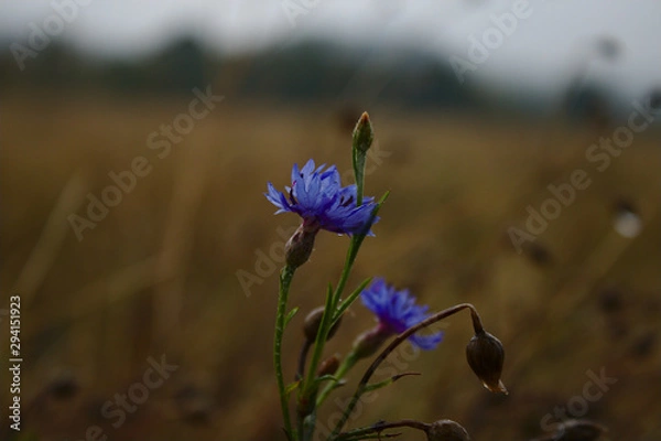 Obraz blue flower