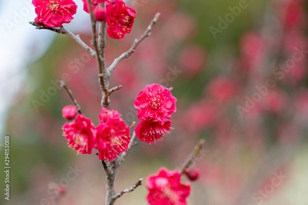 Fototapeta 佐布里池の梅