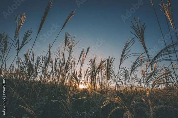 Fototapeta 奈良県　曽爾高原のススキと秋の夕景