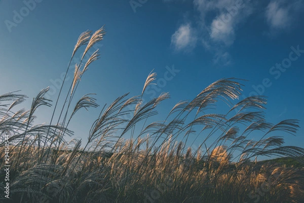 Fototapeta 奈良県　曽爾高原のススキと秋の夕景