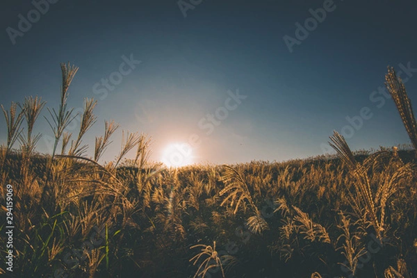 Fototapeta 奈良県　曽爾高原のススキと秋の夕景
