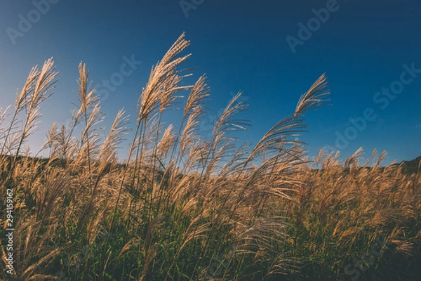 Fototapeta 奈良県　曽爾高原のススキと秋の夕景