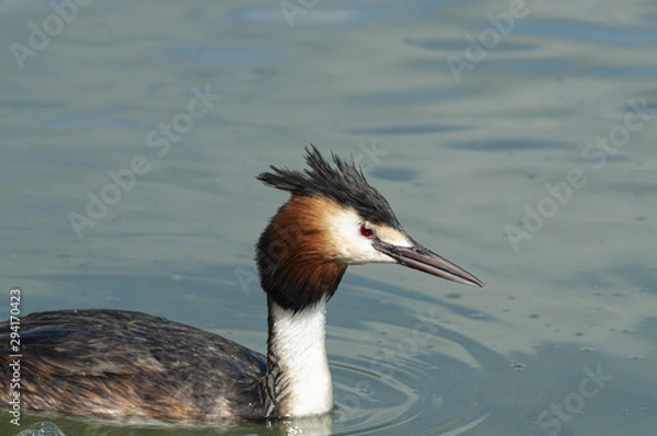 Fototapeta svasso maggiore