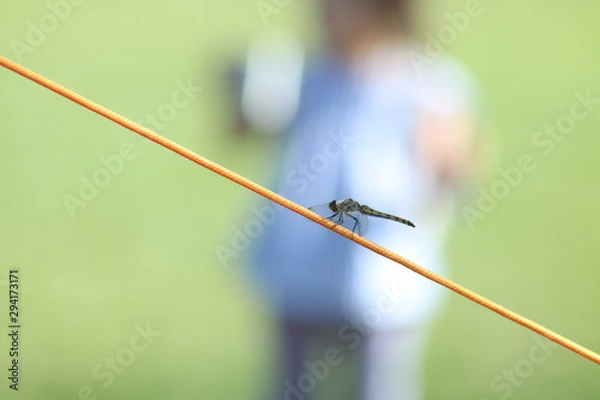 Fototapeta 秋の公園