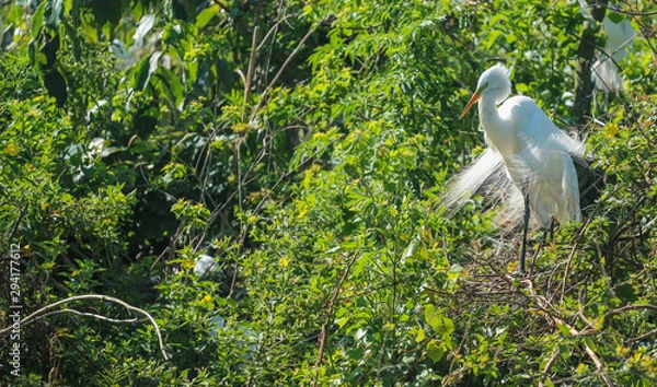 Fototapeta Bird in a Tree
