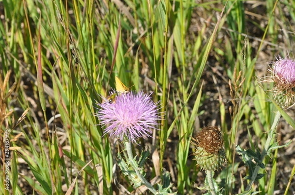 Fototapeta Thistle and Insects