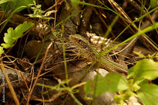 Fototapeta Lizzard