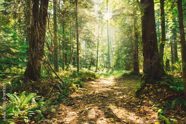 Fototapeta Spektakularne jesienne kolory lasu i widoki magicznego światła i ścieżek w lesie. Bowen Island BC Kanada.
