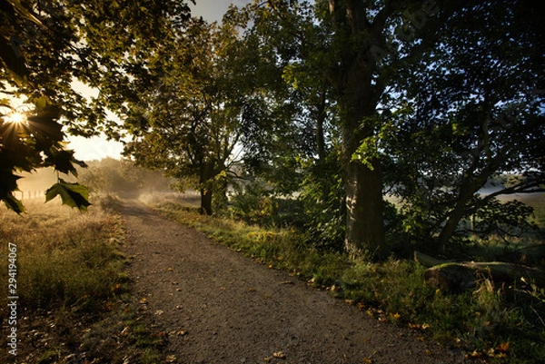 Fototapeta Morgensonne Weg