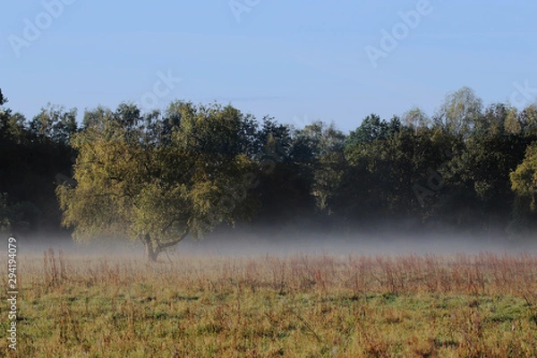 Fototapeta Nebelwiese
