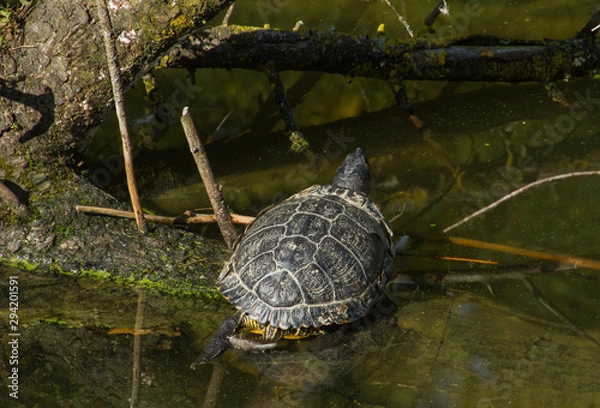Obraz Una giornata al Parco
