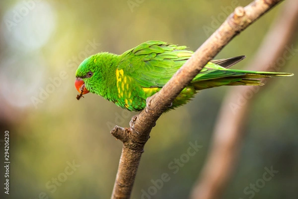 Fototapeta Lori lorikeet