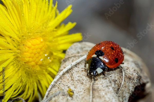 Obraz ladybird on flower