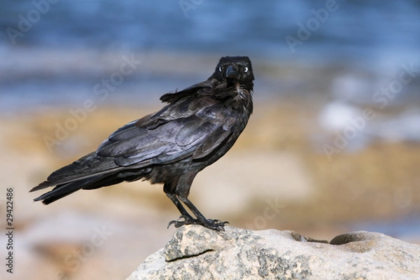 Obraz Black crow standing on rock