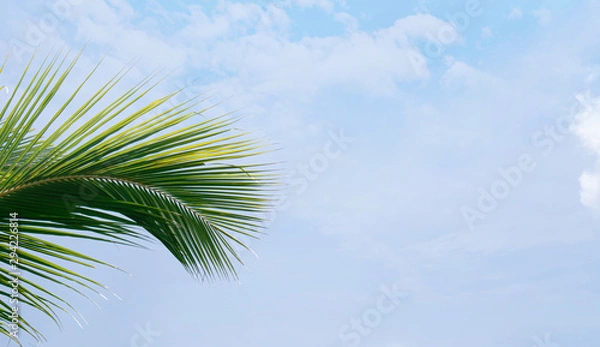 Fototapeta Coconut tree leaf  with a background of blue cloudy sky 