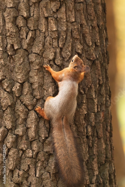 Fototapeta Squirrel in the autumn forest on a tree