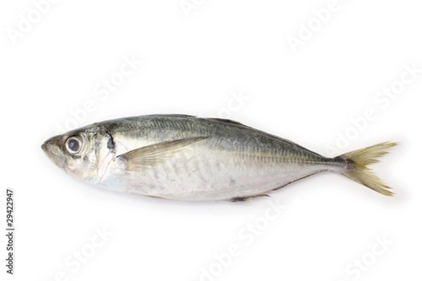 Fototapeta 長崎県産真鯵