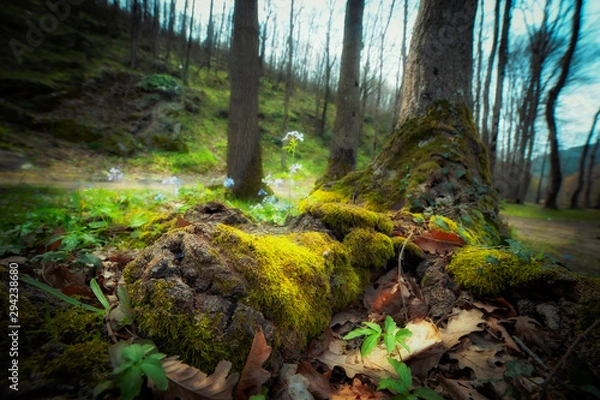 Fototapeta Close up view a tree with earthy and moody tones