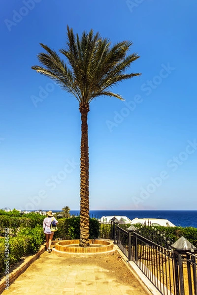Obraz beach with palm trees