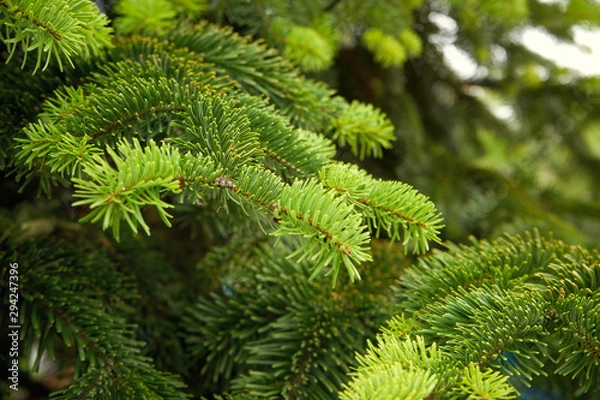 Fototapeta The Beautiful green christmas tree. macro shooting