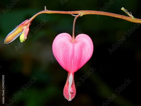 Obraz Macro of a pink bleeding heart flower on black background with copy space