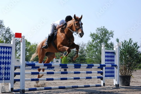 Obraz cavallo che salta ostacolo