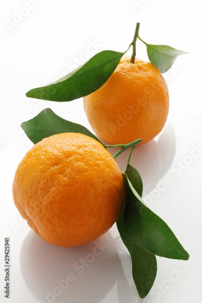 Obraz 木熟ポンカン