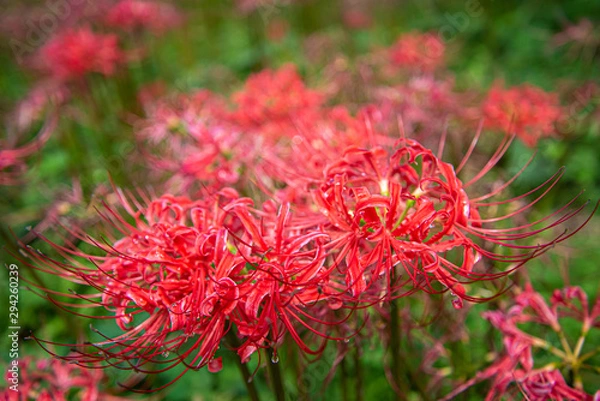 Fototapeta 曼殊沙華