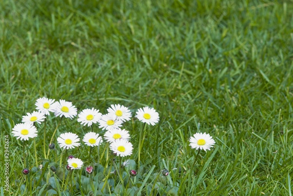 Fototapeta osterblumen