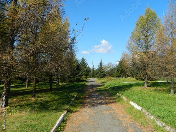 Obraz path in the park, covered with foliage