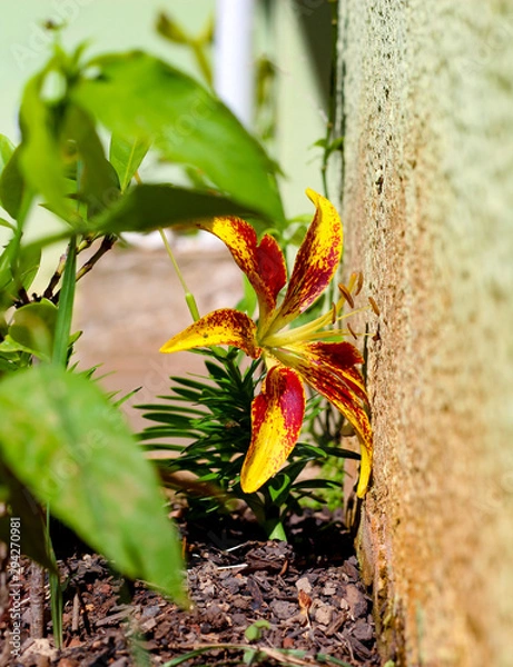 Fototapeta A red yellow flower trying to grow and rise in between the other plant in the garden