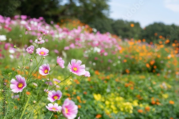 Fototapeta 秋の里山のコスモス畑