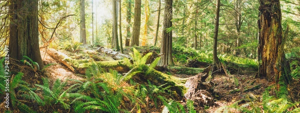Fototapeta Spectacular autumn forest colours and views of magical light and paths in the woods.  Bowen Island BC Canada.
