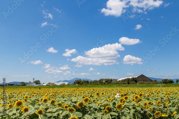 Obraz 〈岐阜県〉大垣ひまわり畑