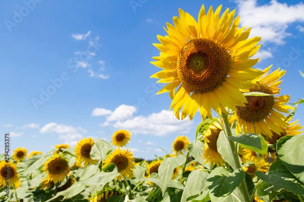 Obraz 〈岐阜県〉大垣ひまわり畑