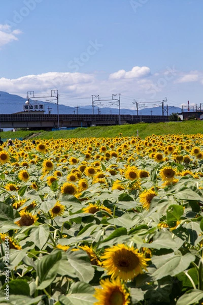 Obraz 〈岐阜県〉大垣ひまわり畑