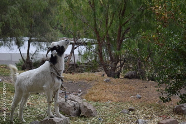 Fototapeta goat on a rock